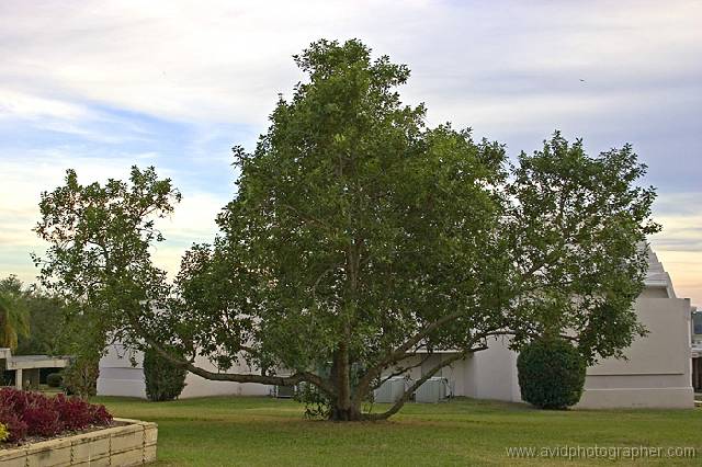 09-IMG_1138-ws FSC Campus - Tree & bushes